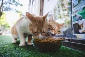 Petlibro Polar: Finally, a Smart Refrigerated Feeder That Keeps Your Cat’s Wet Food Fresh for Days